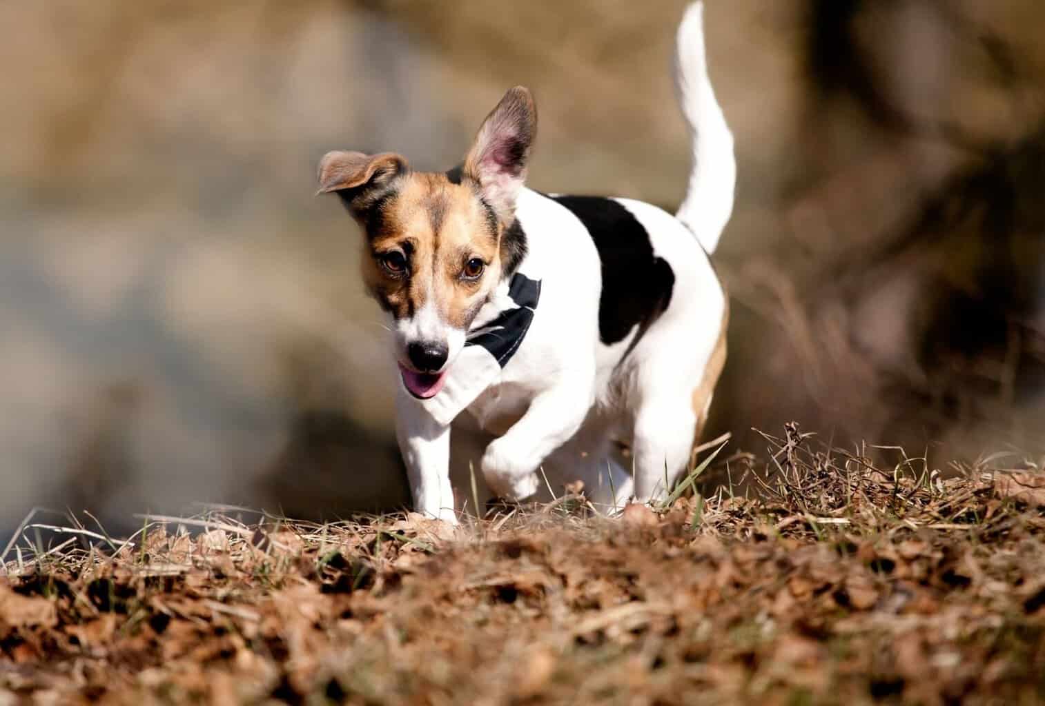 18 Best Dogs for Hiking and Camping (Big and Small) dogpackr