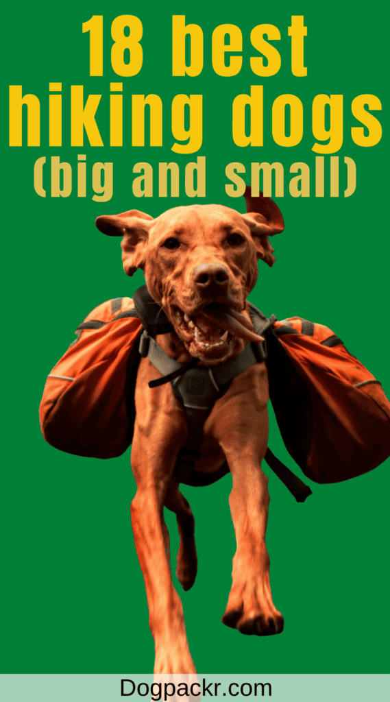 18 Best Dogs for Hiking and Camping (Big and Small) dogpackr