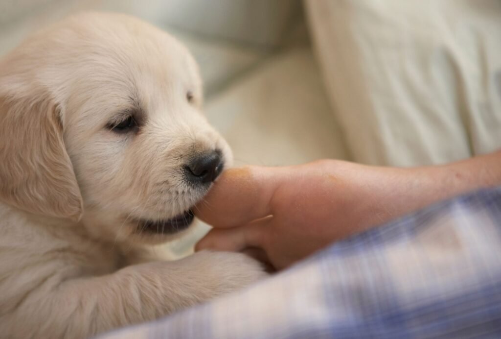 To stop puppy biting, it's best to yelp and walk away if they're getting too rough