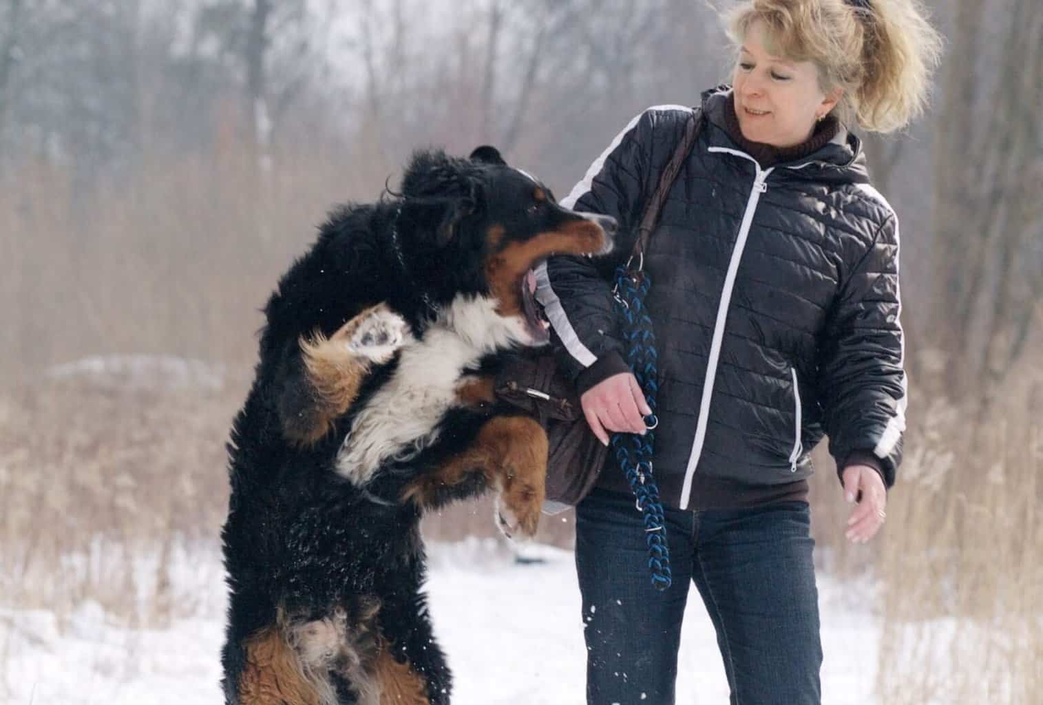 My Dog Jumps and Bites When Excited What Can I Do? dogpackr