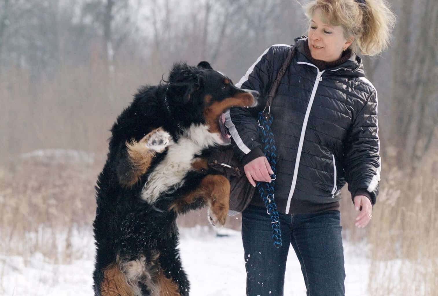 My Dog Jumps and Bites When Excited What Can I Do? dogpackr