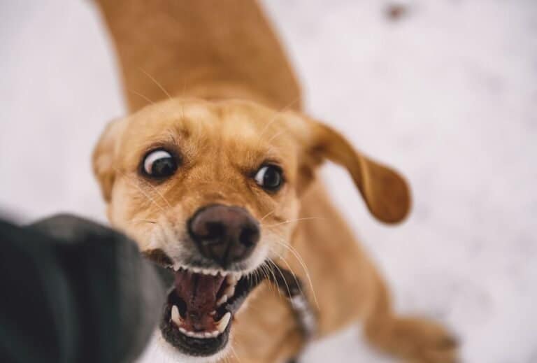 My Dog Jumps and Bites When Excited What Can I Do? dogpackr