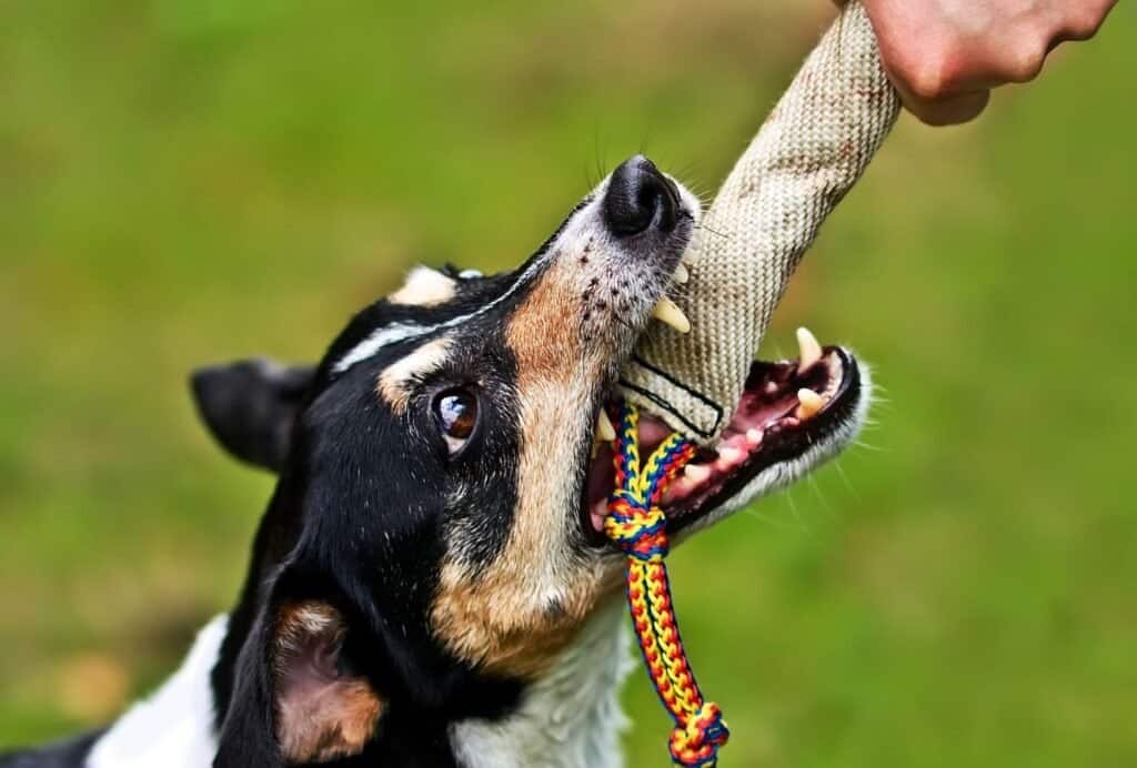 If your dog is jumping and biting when excited, it's important to stay calm and get out of his reach. It's also a great idea to provide him with a few toys he's allowed to chew, so he can get rid of his energy this way