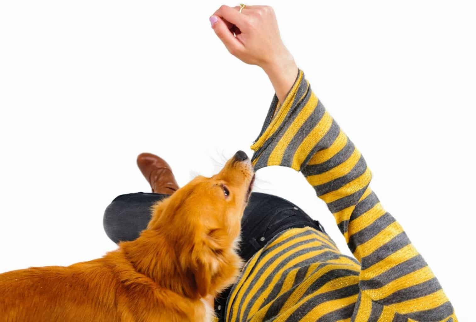 My Dog Jumps and Bites When Excited What Can I Do? dogpackr