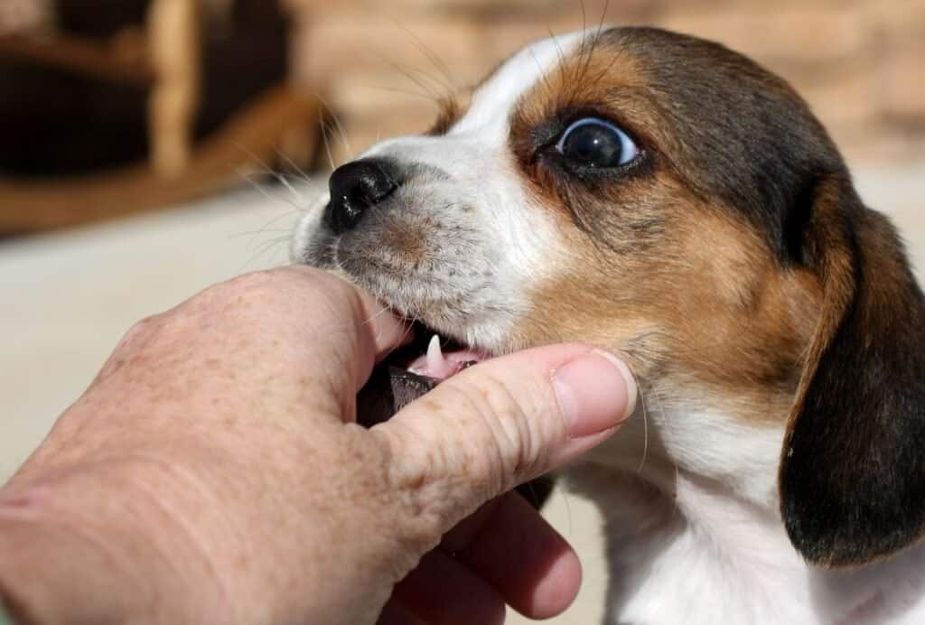 Dog Mouthing Affection How To Stop Your Dog Giving You Love Bites Dogpackr