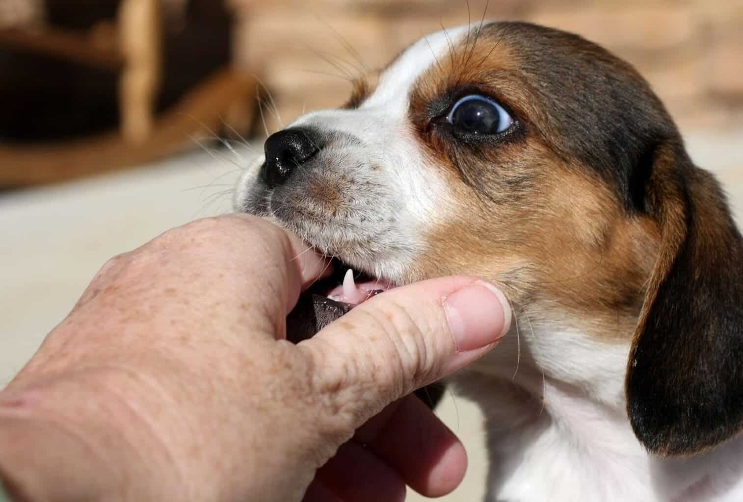 what does it mean when dogs nibble on you