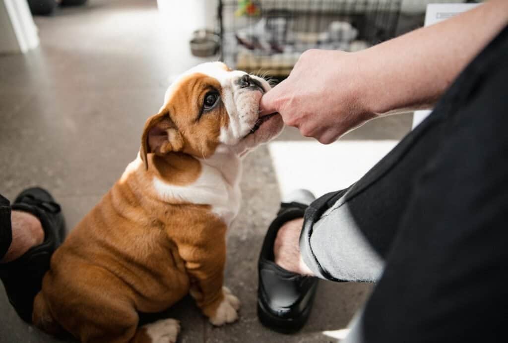 Dog mouthing means that your dog puts his mouth on or around you