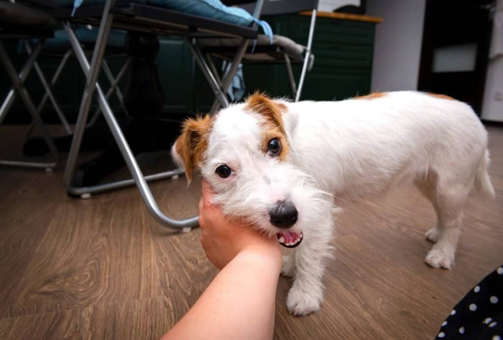 This looks like a pretty relaxed dog, so opening his mouth probably means he's enjoying the pets