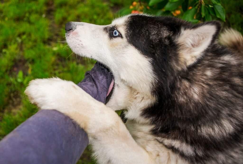 Dog mouthing can be a sign of affection, but it can also just mean that your dog wants your attention