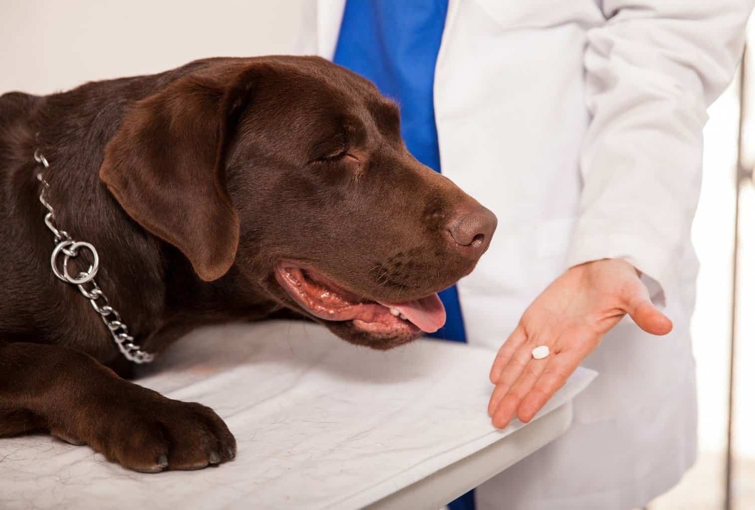 11 Tricks to Get a Stubborn Dog to Take a Pill dogpackr