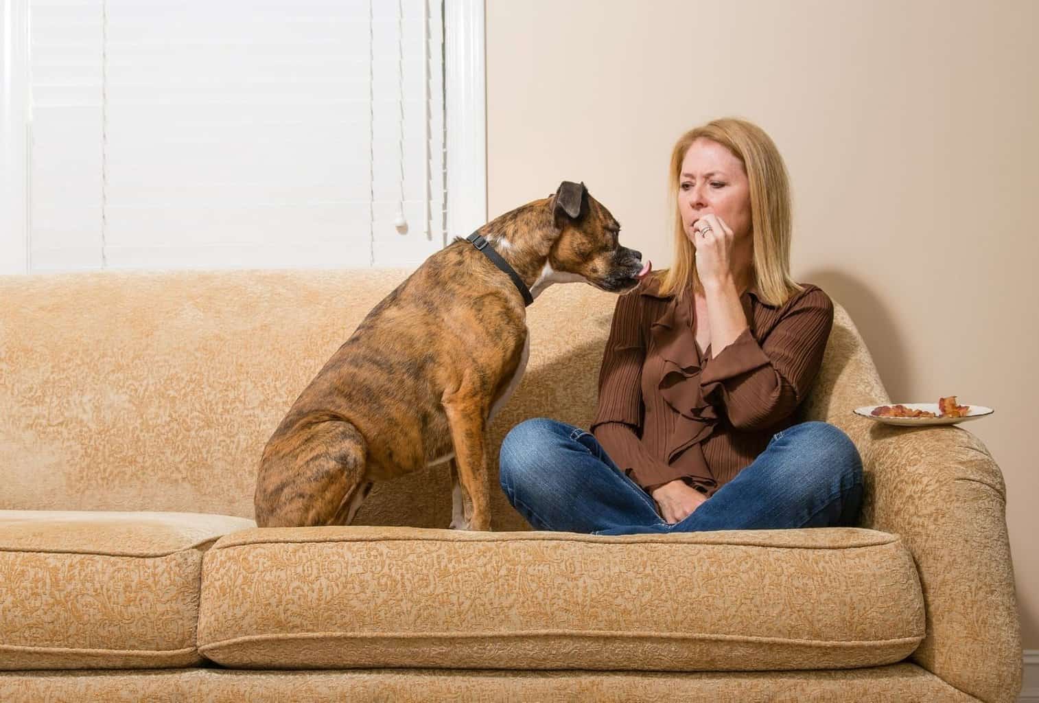 11 Tricks to Get a Stubborn Dog to Take a Pill dogpackr