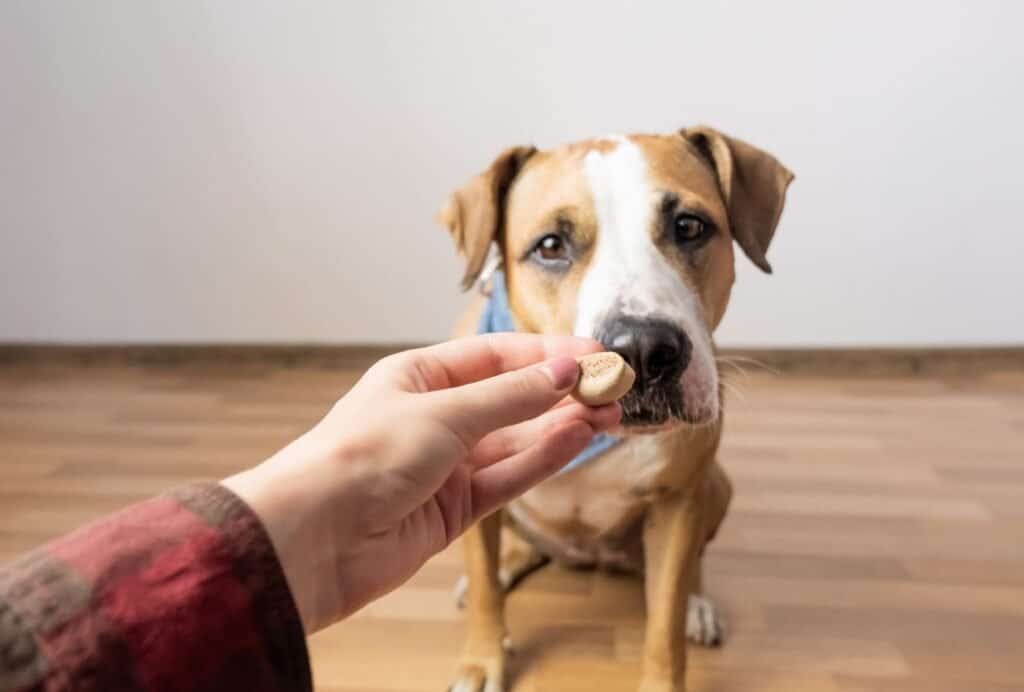 Hiding the pill in a regular treat can also be a great way to get your dog to eat it