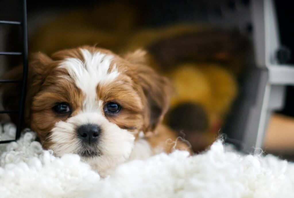 Young puppies can't hold their bladder for very long and need to be taken out regularly