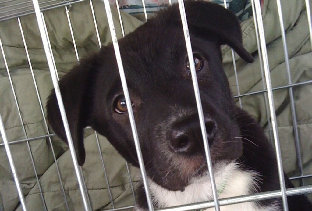 why does my dog keep peeing in the crate