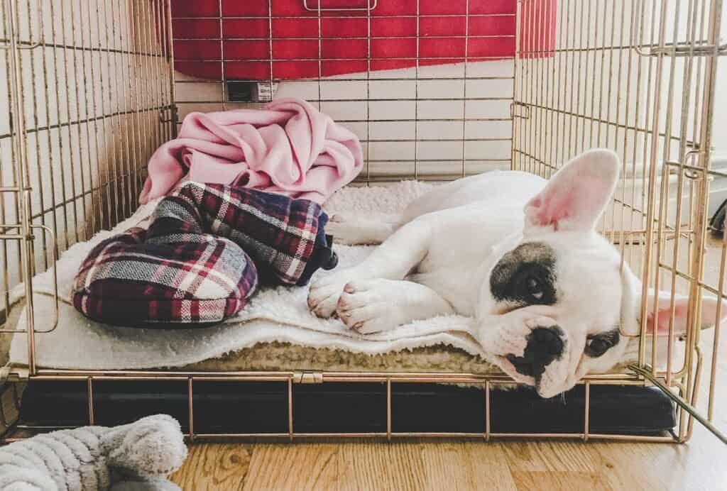 how to stop a puppy from peeing in the crate