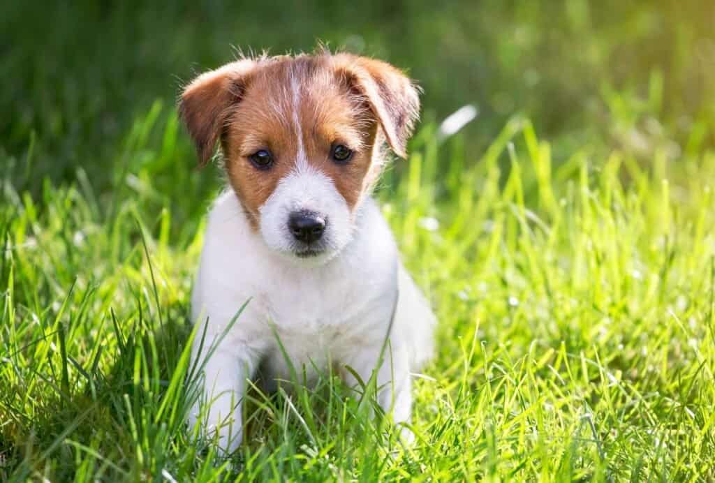 11 Tips to Stop a Puppy from Peeing in the Crate - dogpackr