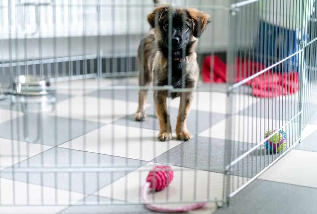 If your puppy's crate is too big he might think that one corner is to for sleeping and the other to go potty...