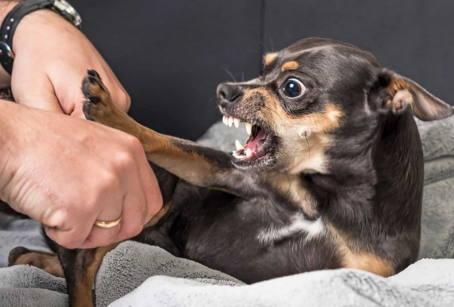 6 Signs of an Aggressive Puppy and How to Stop It dogpackr