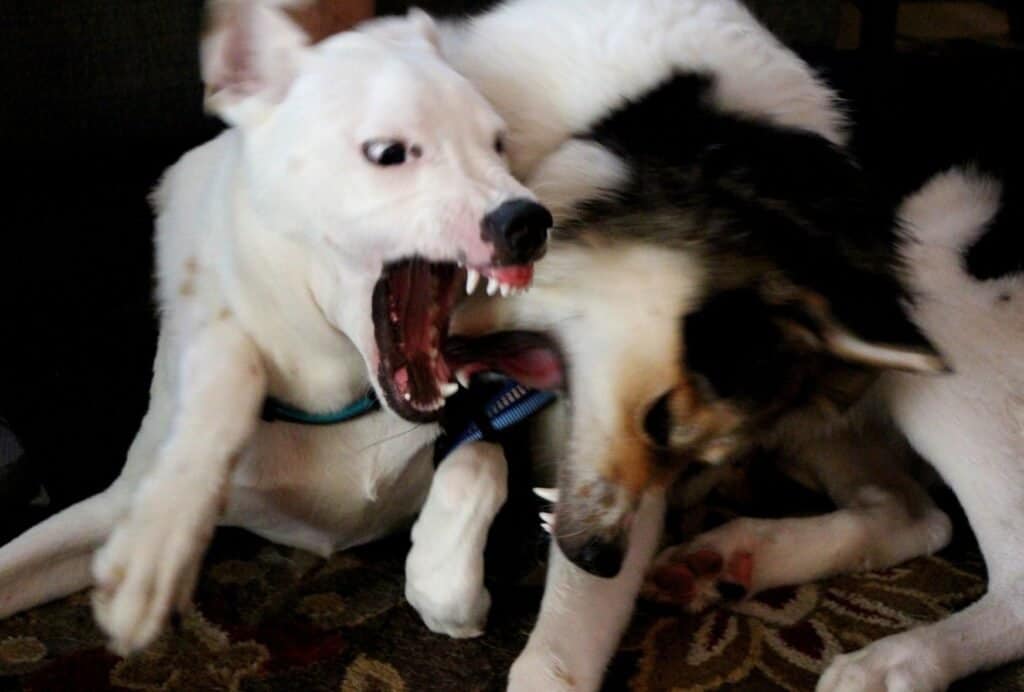 is my puppy playing or being aggressive