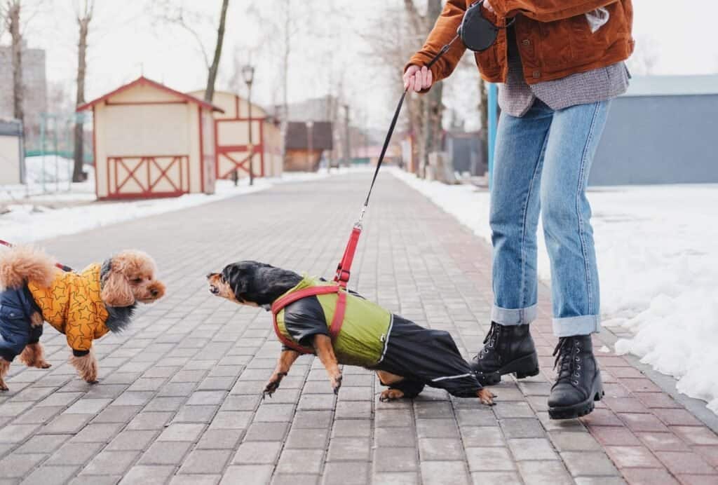 If your puppy is often lunging at other dogs of people while baring his teeth and growling, it's time to get some help