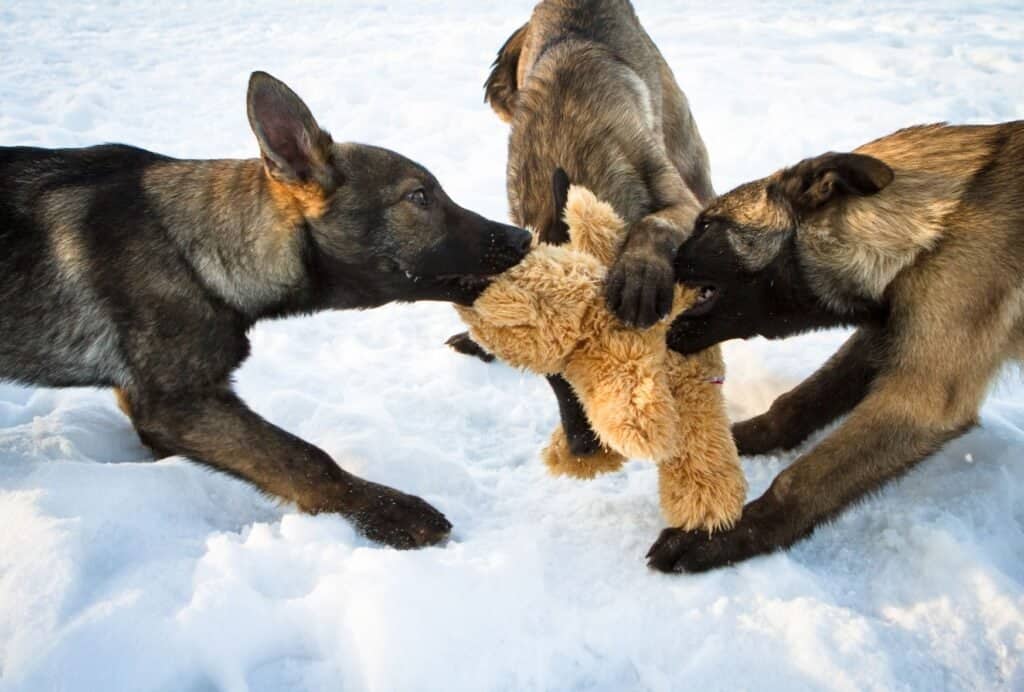 Puppies play fighting, barking and biting each other is generally very normal behavior