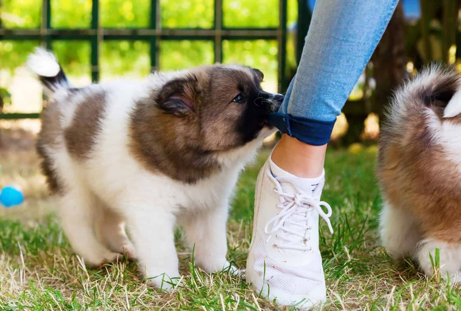 6 Signs of an Aggressive Puppy and How to Stop It dogpackr