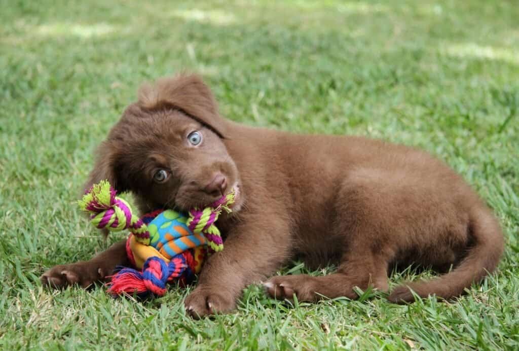 Puppies generally love food and their toys. But an overly possessive behavior is a sign of aggression