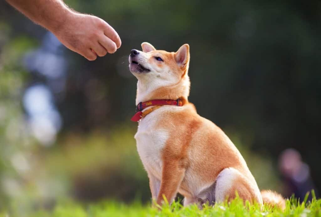 types of dog training