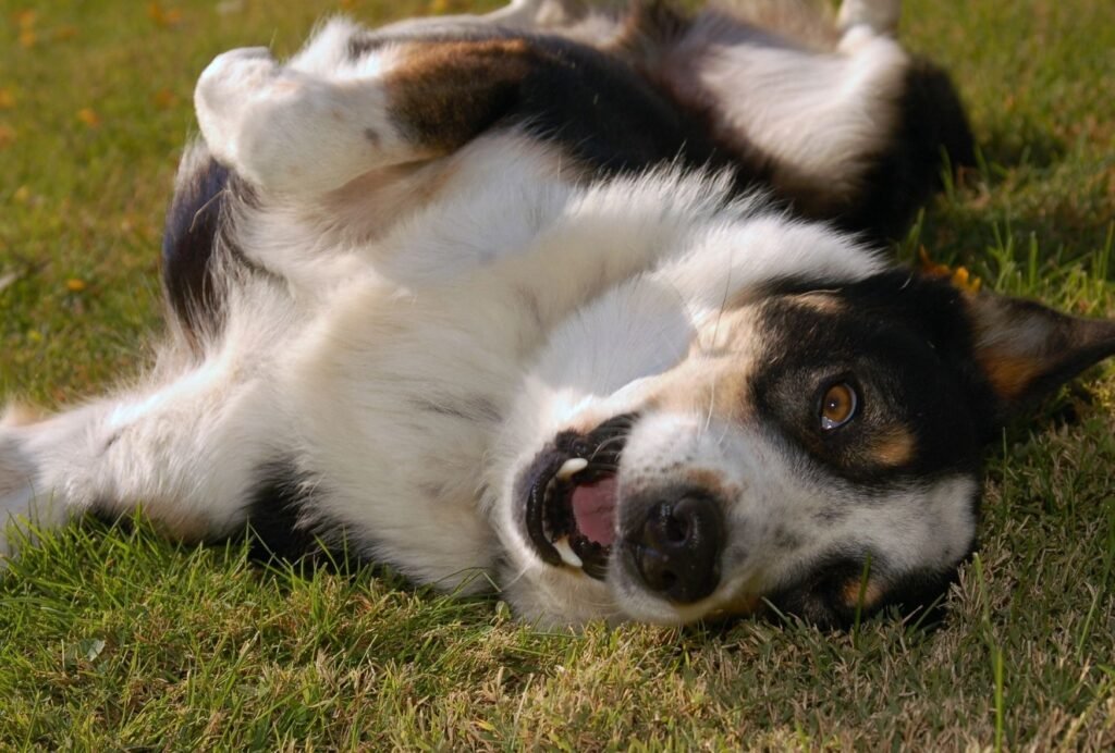 Overtired dogs often get cranky but there can also be other reasons for his behavior
