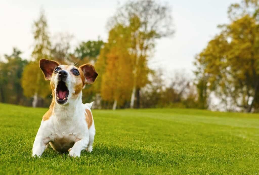 Barking and being vocal is a major sign that your dog might be overtired