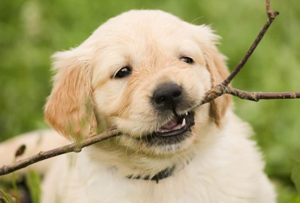 Puppies love to take things in their mouths because that's how they're experiencing the world