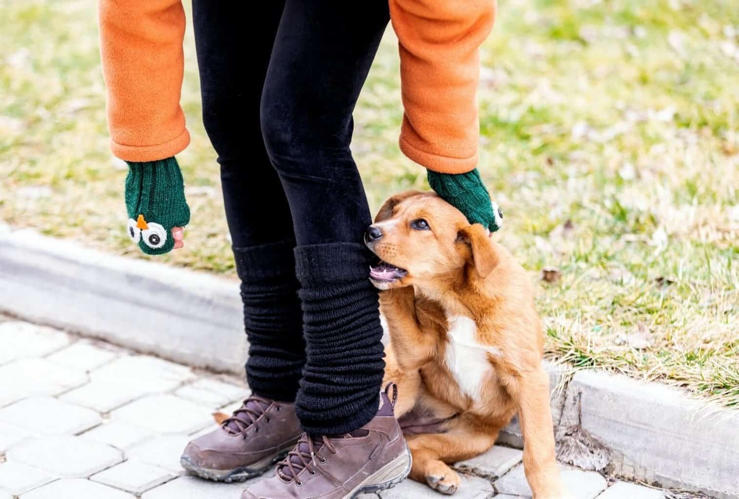 Do Puppies Grow Out of Biting? dogpackr