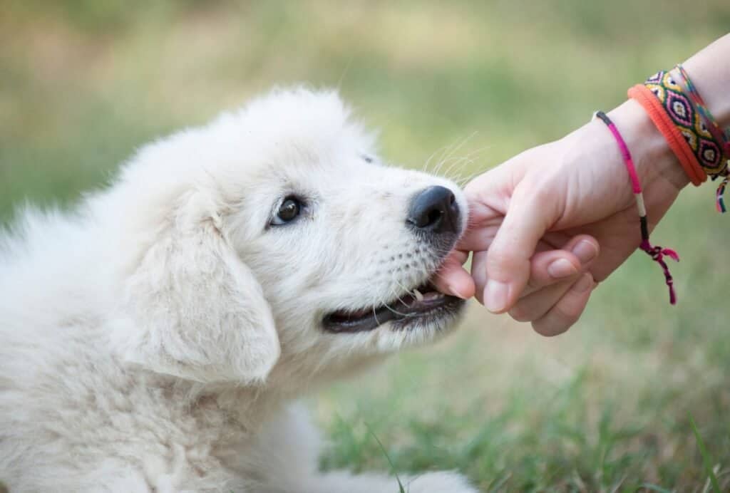 do puppies grow out of biting