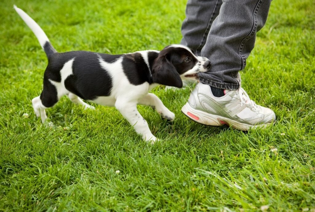 Puppies think you're playing if you try to pull away when they're biting. So, you need to stop moving!