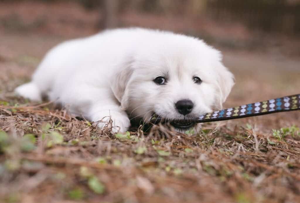 Puppy tantrums often happen on a leash when your puppy is getting overstimulated