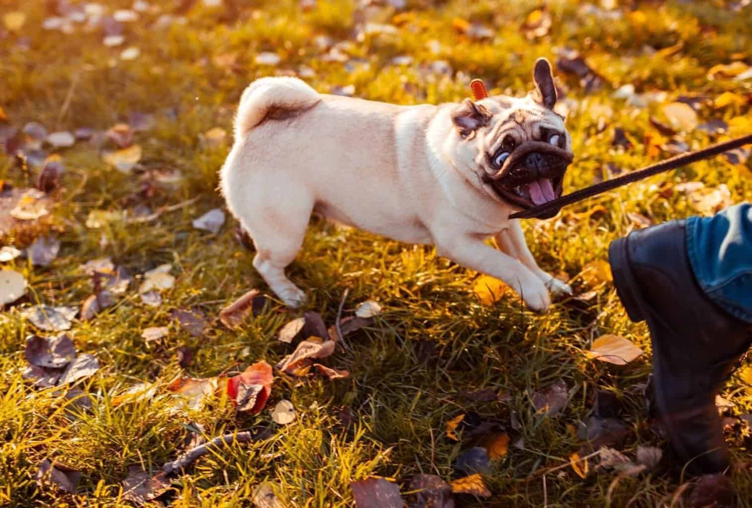 How to Deal with Puppy Tantrums 7 tips to stop them dogpackr