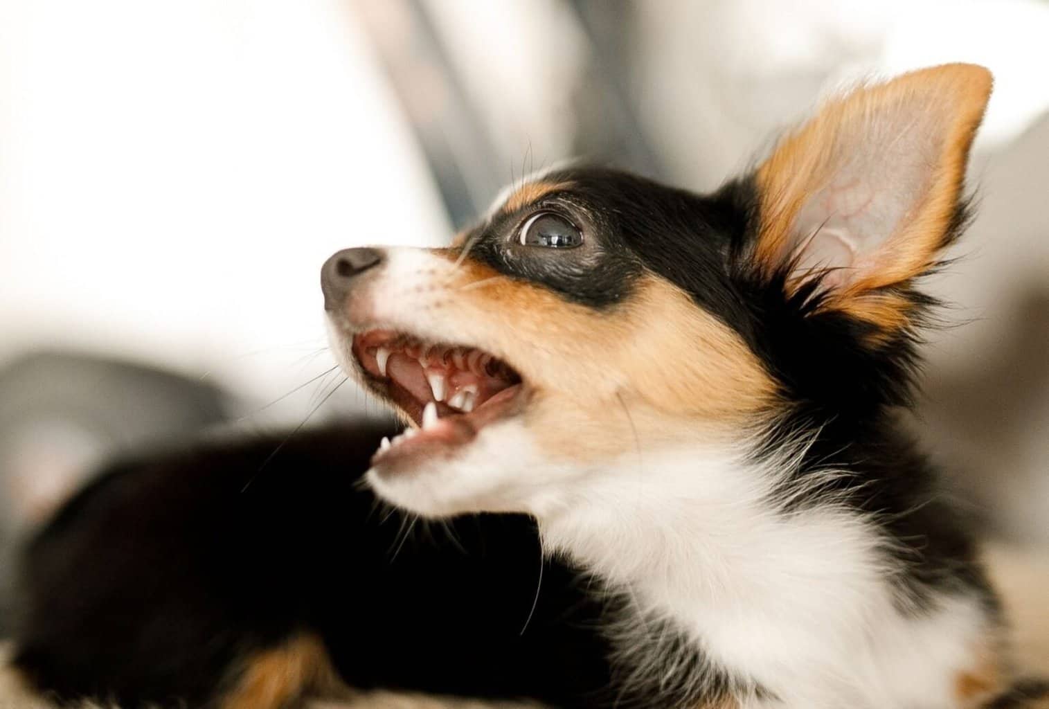 How To Deal With Puppy Tantrums 7 Tips To Stop Them Dogpackr