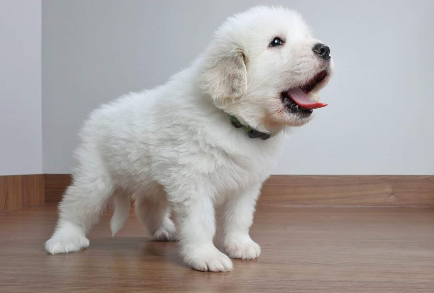 How to Deal with Puppy Tantrums 7 tips to stop them dogpackr