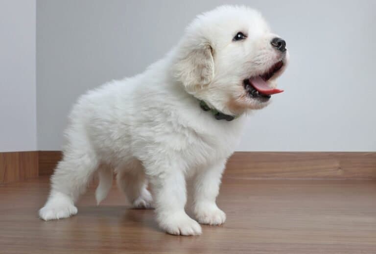 How to Deal with Puppy Tantrums 7 tips to stop them dogpackr