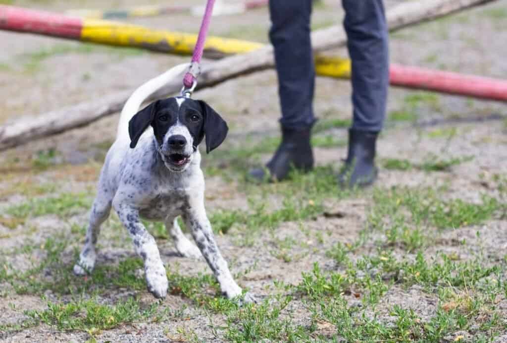 how to deal with puppy tantrums