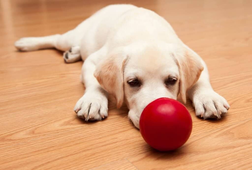 Toys also provide stimulation. So, if your puppy is overtired, take them away so he can settle down