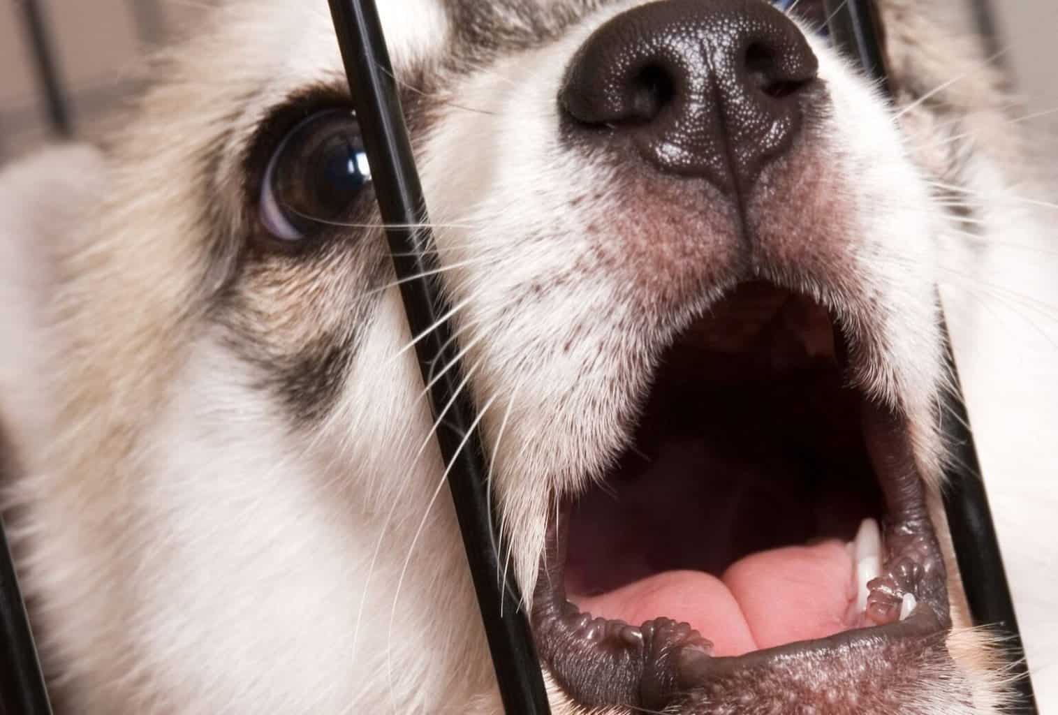 My Puppy Is Throwing a Tantrum in the Crate—Help! dogpackr