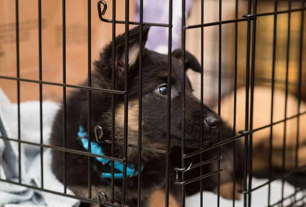 puppy is throwing a tantrum in the crate