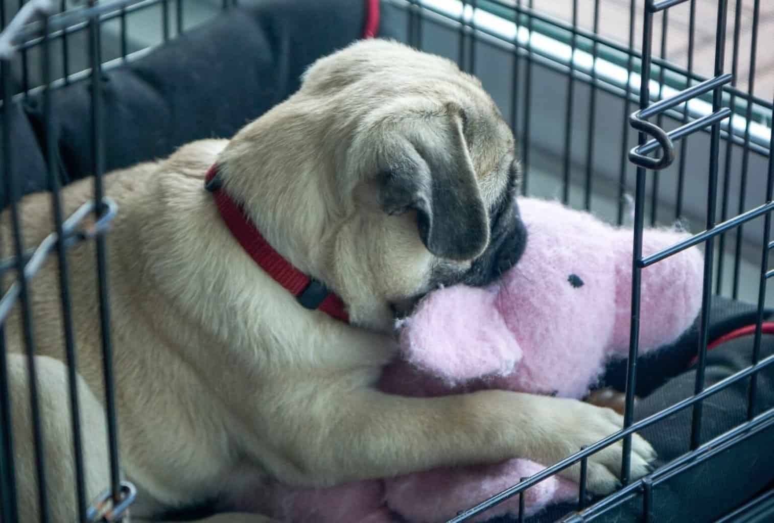 My Puppy Is Throwing a Tantrum in the Crate—Help! dogpackr