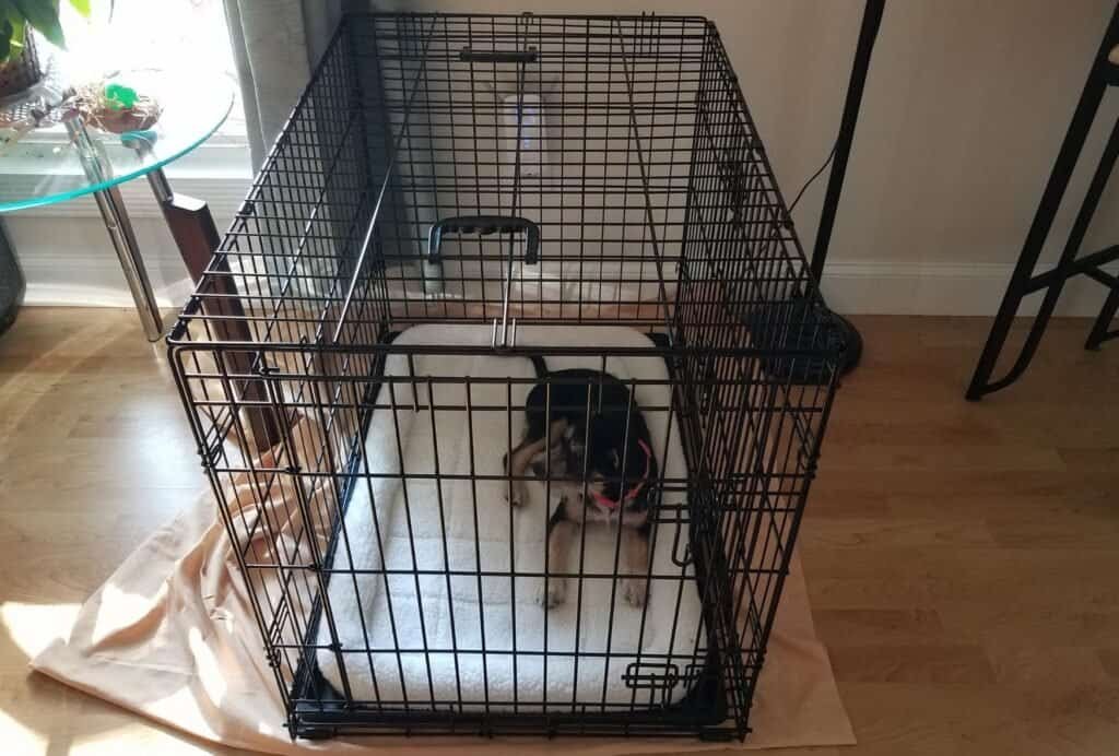 It's important to always let your puppy out of his crate before he starts becoming vocal
