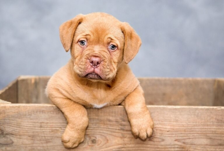 My Puppy Is Throwing a Tantrum in the Crate—Help! dogpackr