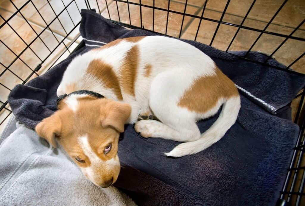 A crate can simulate a dog's natural sleeping place - a den. This can help your puppy sleep at night.