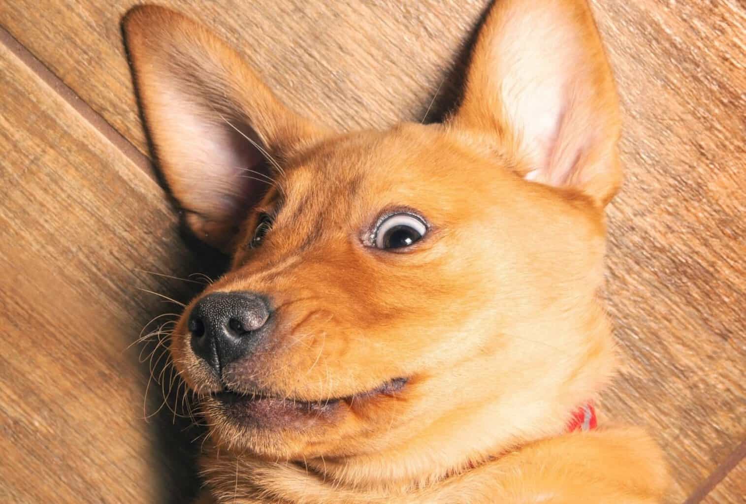 My puppy won’t sleep at night what should I do? dogpackr