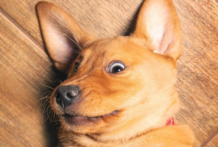 My puppy won’t sleep at night what should I do? dogpackr