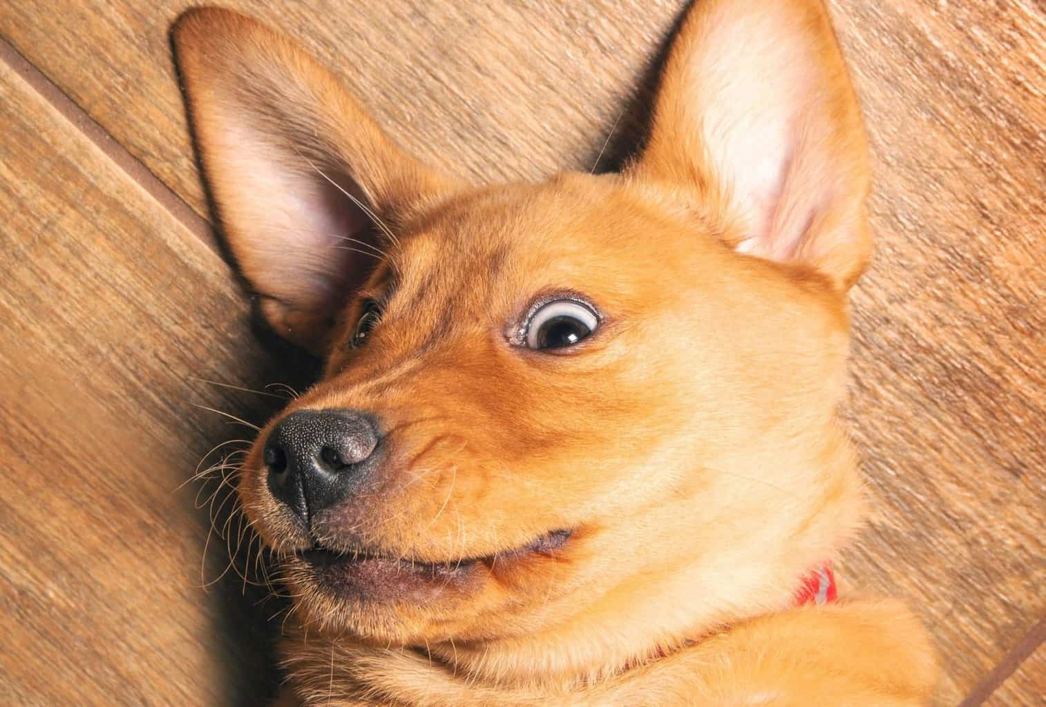 My puppy won’t sleep at night what should I do? dogpackr